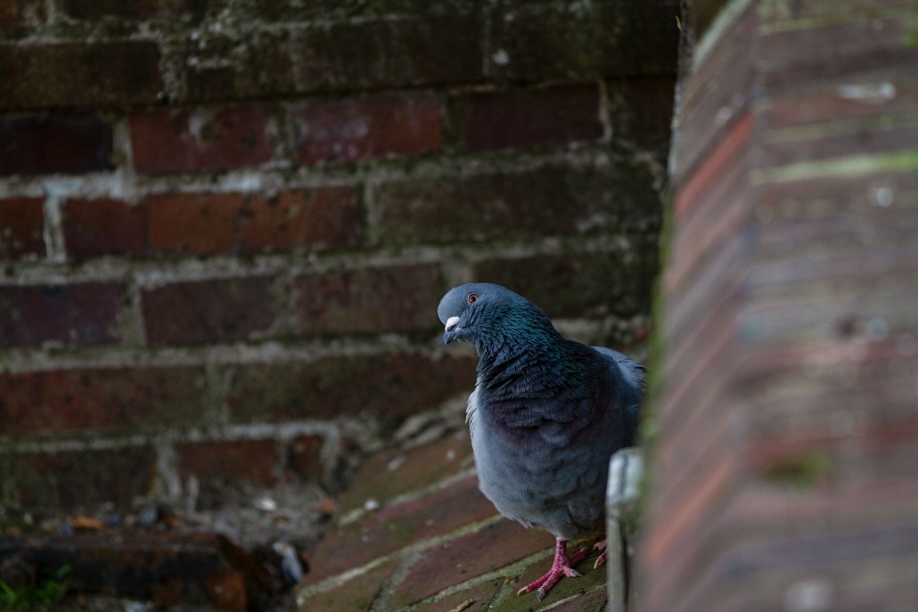 freche taube carolinensiel