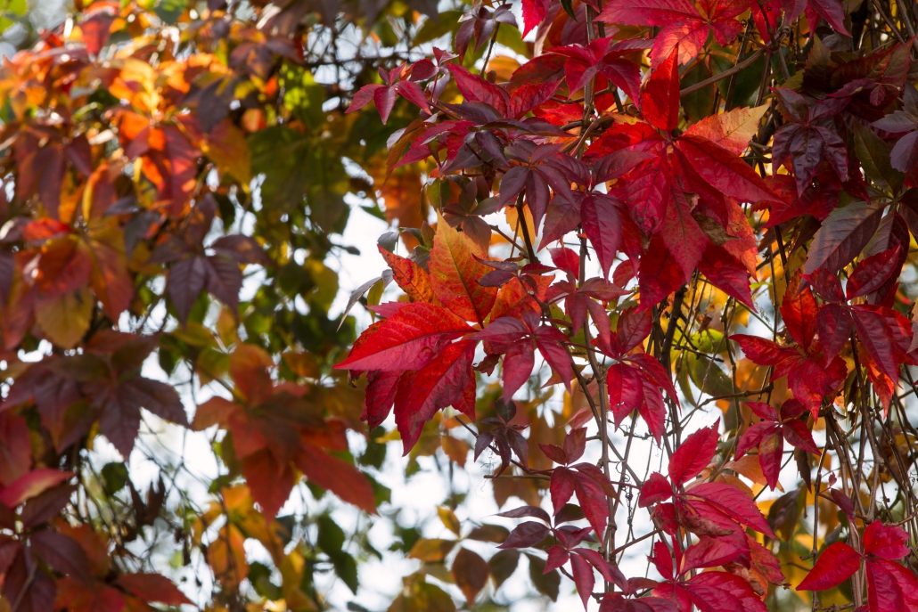 herbst wiesmoor