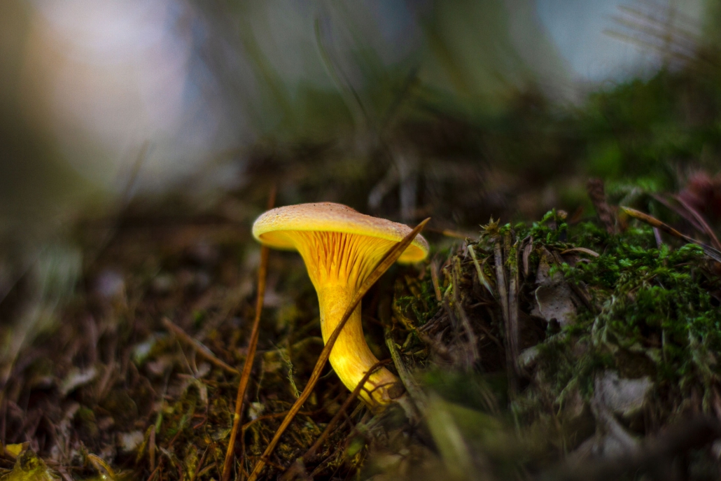 pilz hollsand naturschutz