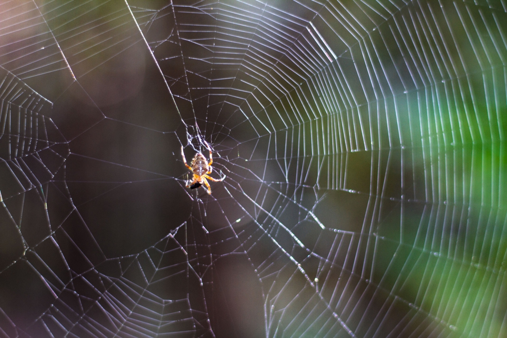 spinne naturschutz hollsand